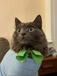 Sweater Cat Greeting Card