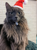 Santa Cat Greeting Card