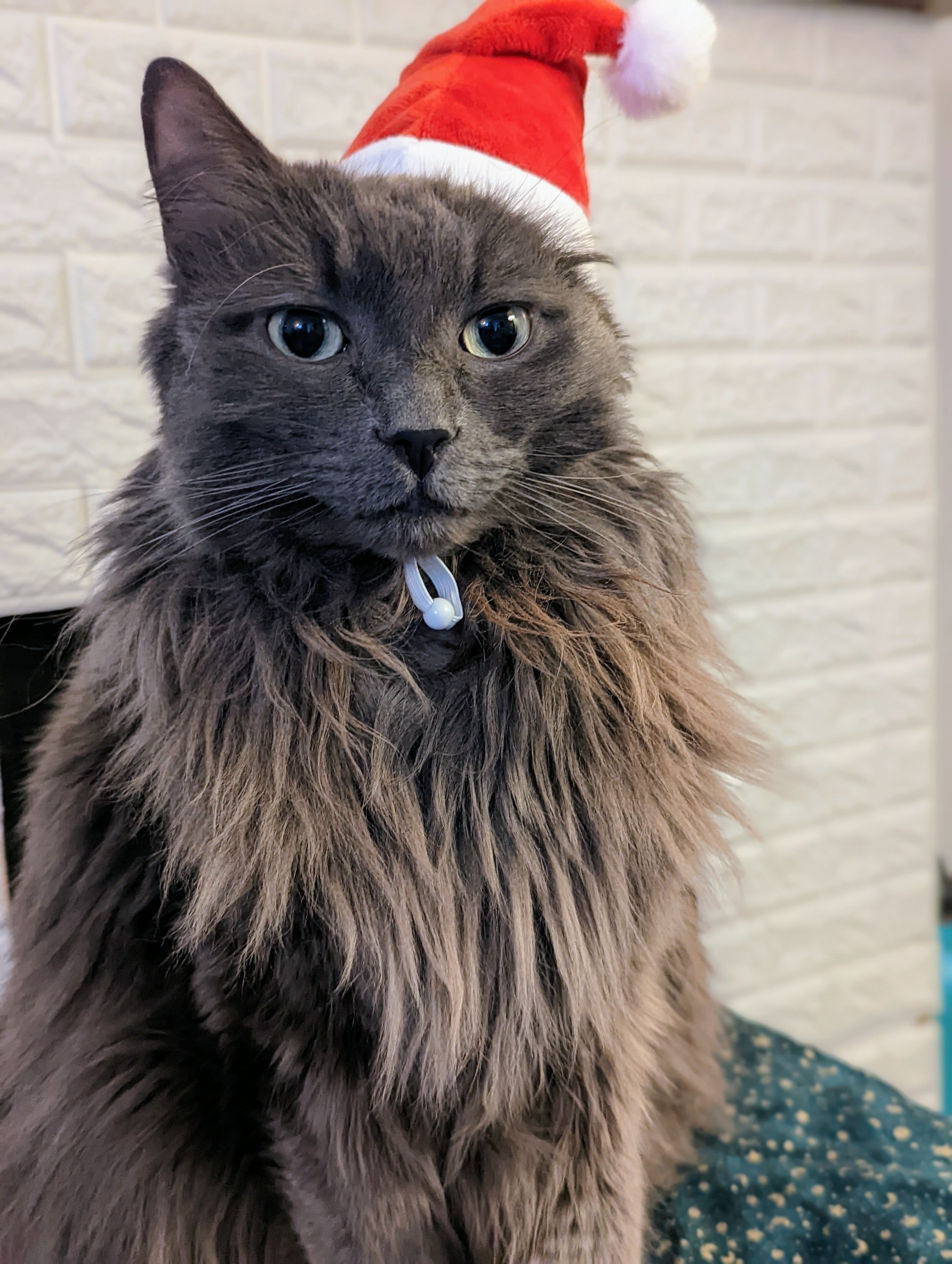 Santa Cat Greeting Card